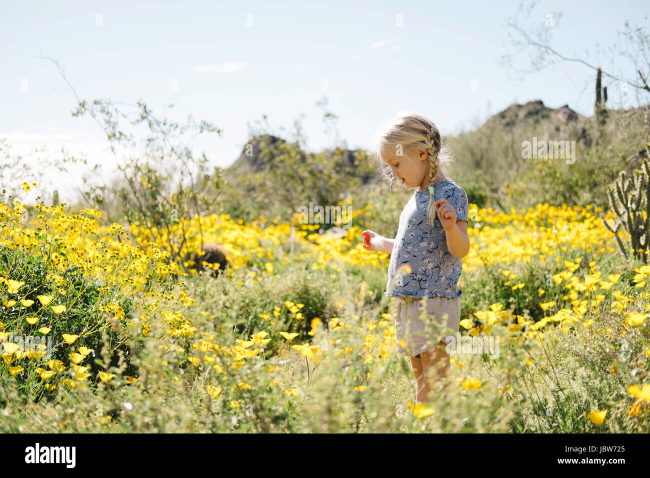 Ragazza nel prato di fiori di campo guardando i fiori, Wadell, Arizona, Stati Uniti d'America Foto Stock