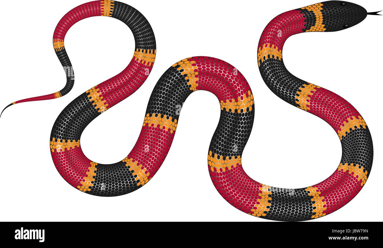 Coral snake illustrazione vettoriale isolati su sfondo bianco. Serpente  tropicale immagine EPS Immagine e Vettoriale - Alamy