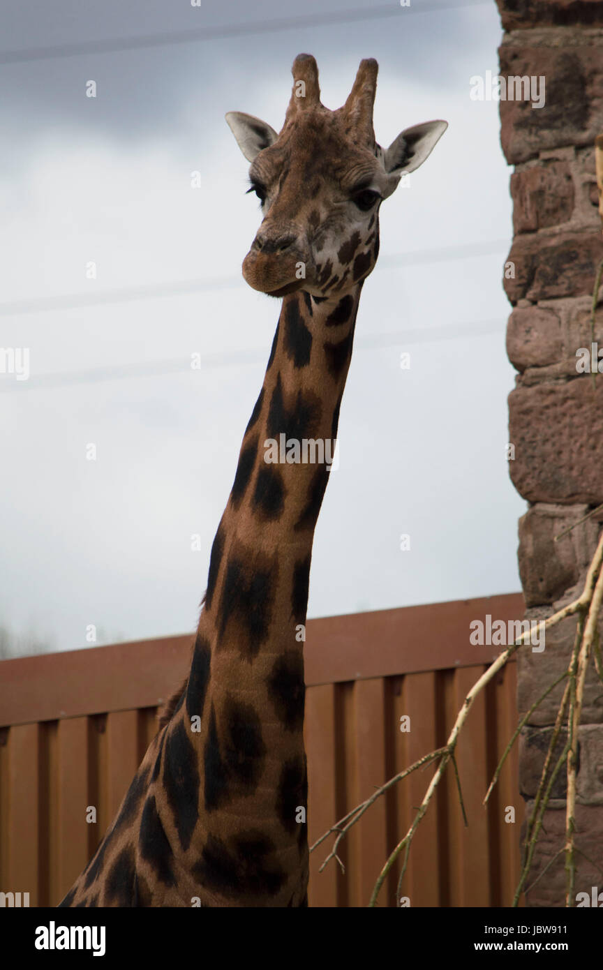 Giraffa Rothschild Foto Stock