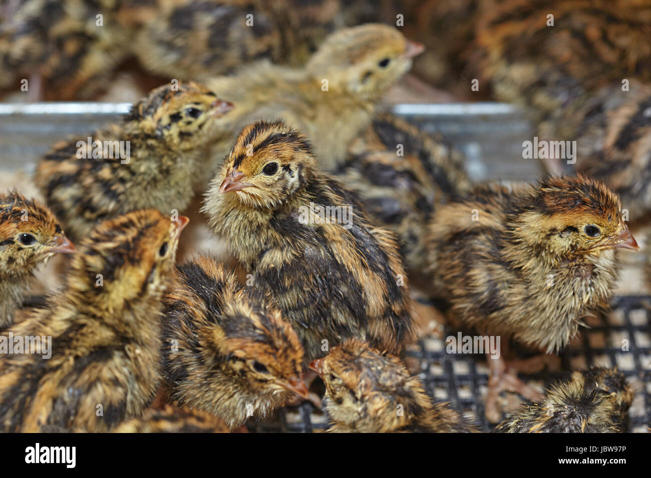 Due giorni di uccelli baby del le quaglie giapponesi Foto Stock