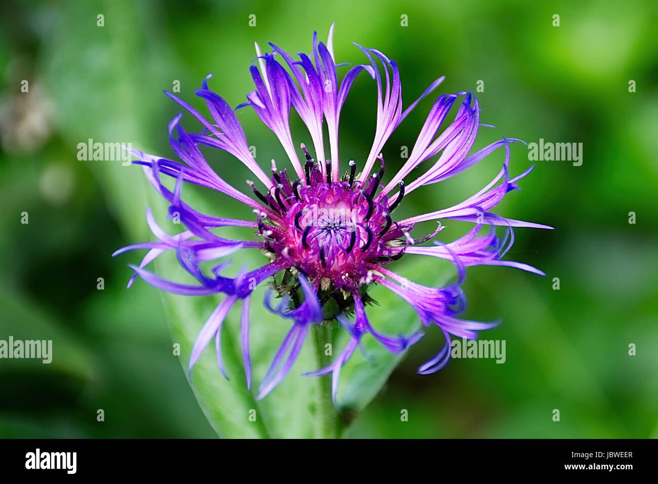 Centaurea fiore . Foto Stock