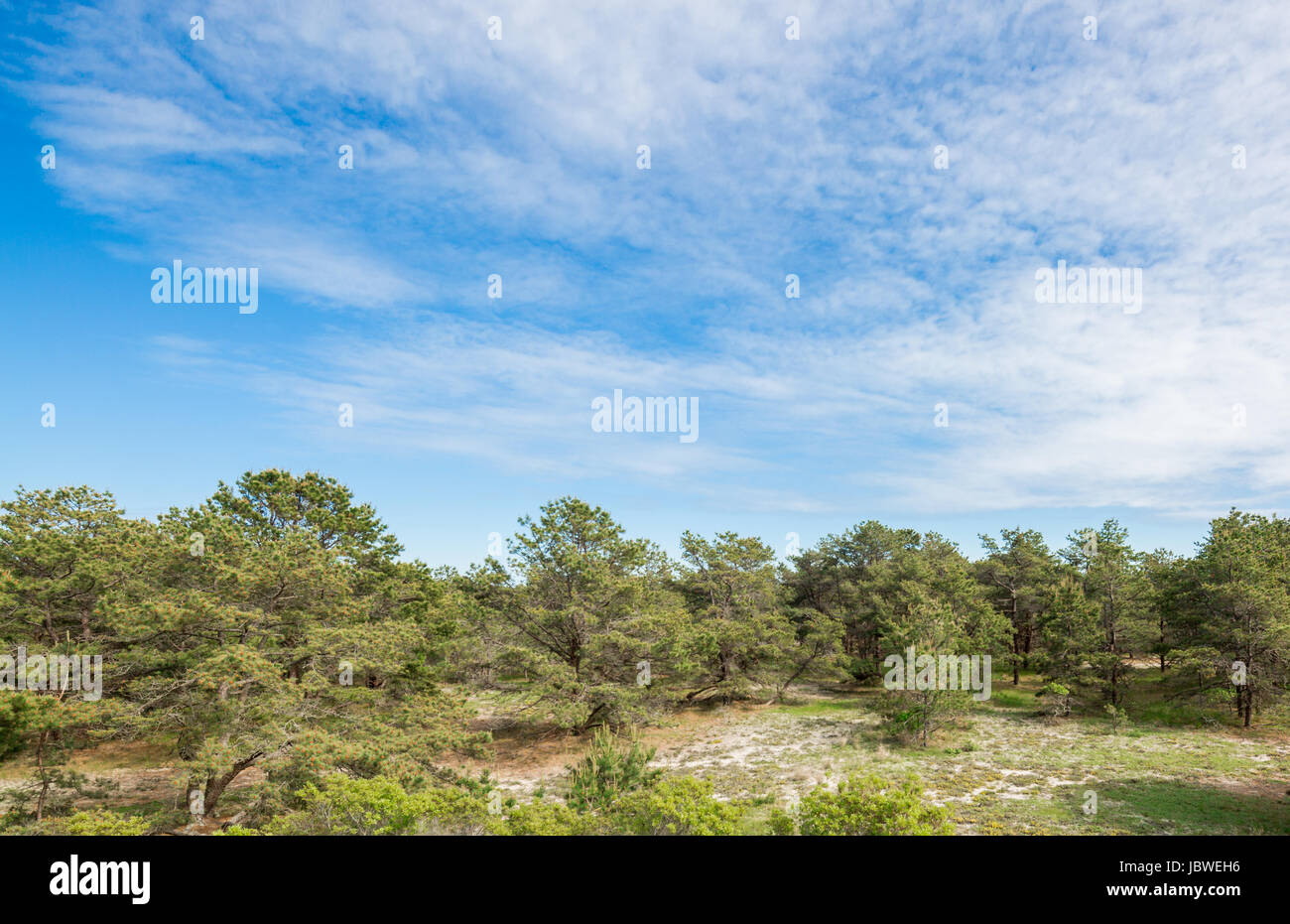 Pine barrens in Eastern Long Island, NY Foto Stock