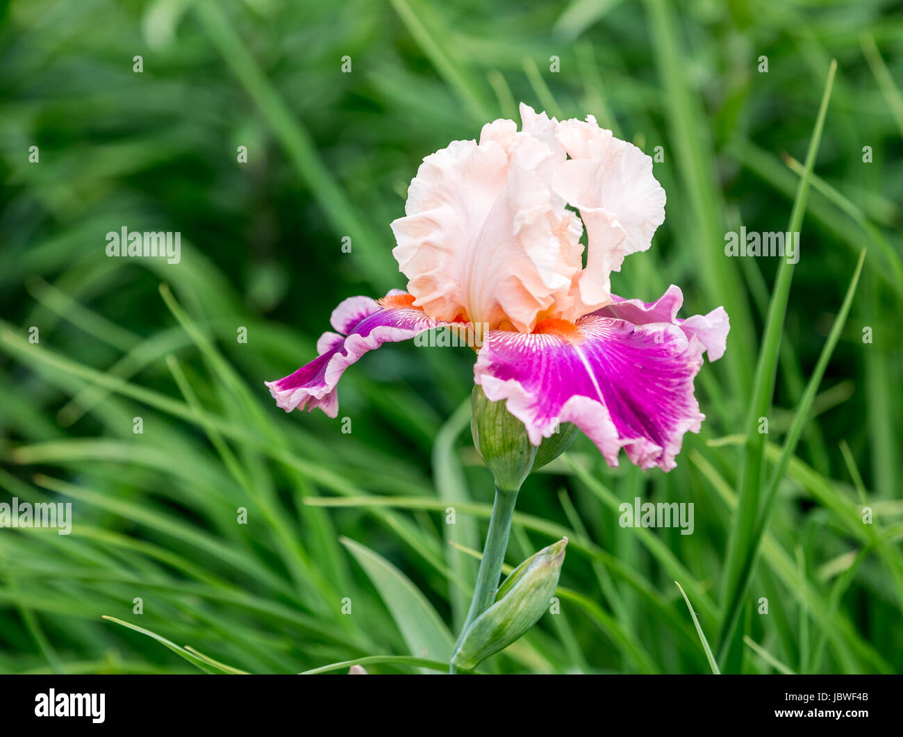 Bella dettaglio di un diaframma ad iride fiorisce in un giardino Foto Stock