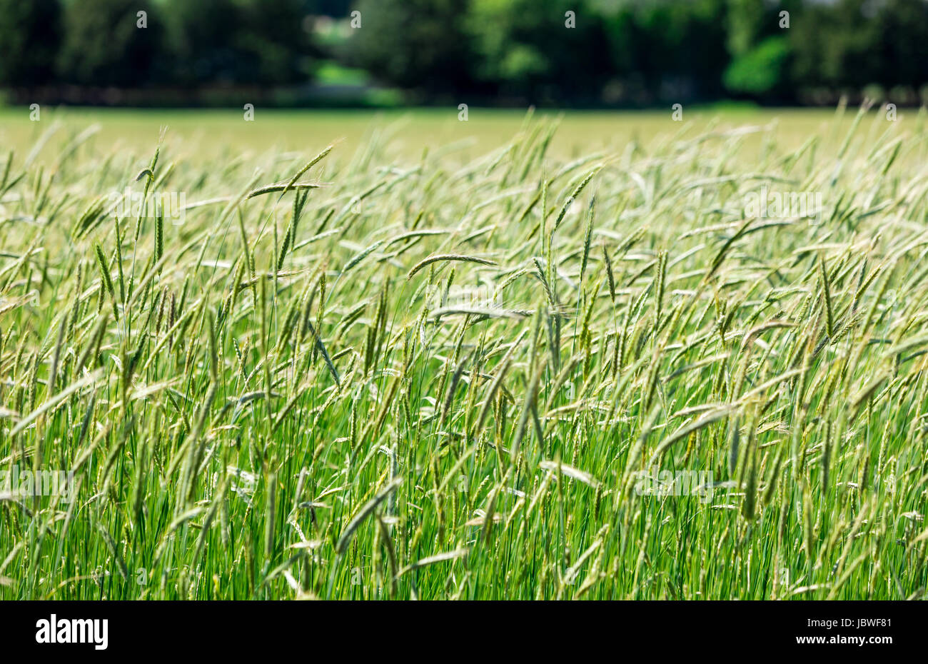 Erba verde e distante un paesaggio di alberi Foto Stock