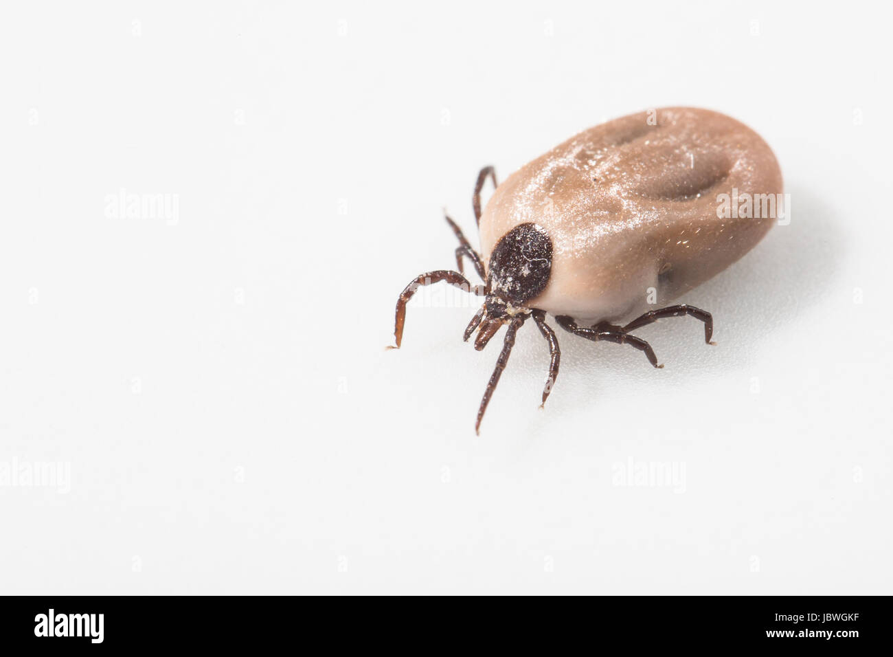 Tick - aracnide parassita succhiare sangue portatore di varie malattie Foto Stock