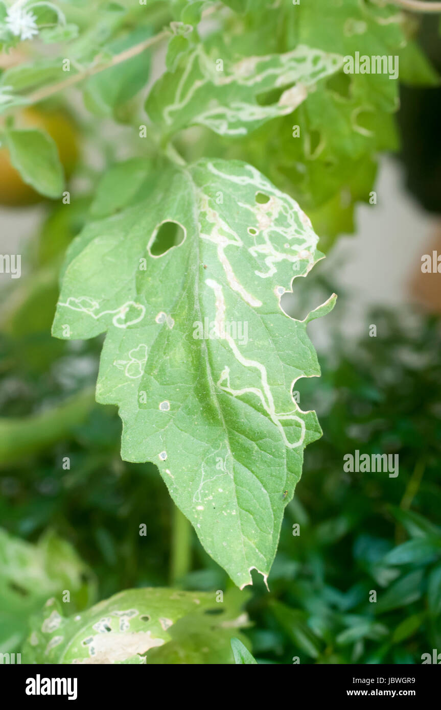 Vegetali larvale leafminer danni (Liriomyza sativae) ad una foglia di pomodoro (Solanum Lycopersicum). Il pallido le tracce in foglia di fagiolo sono i tunnel ricavati b Foto Stock