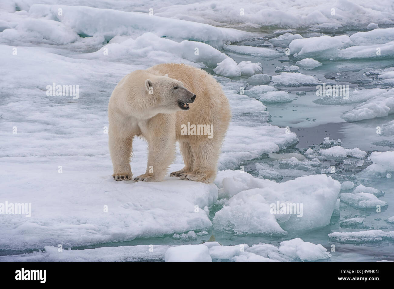 Femmina orso polare (Ursus maritimus), arcipelago delle Svalbard, il Mare di Barents, Norvegia Foto Stock