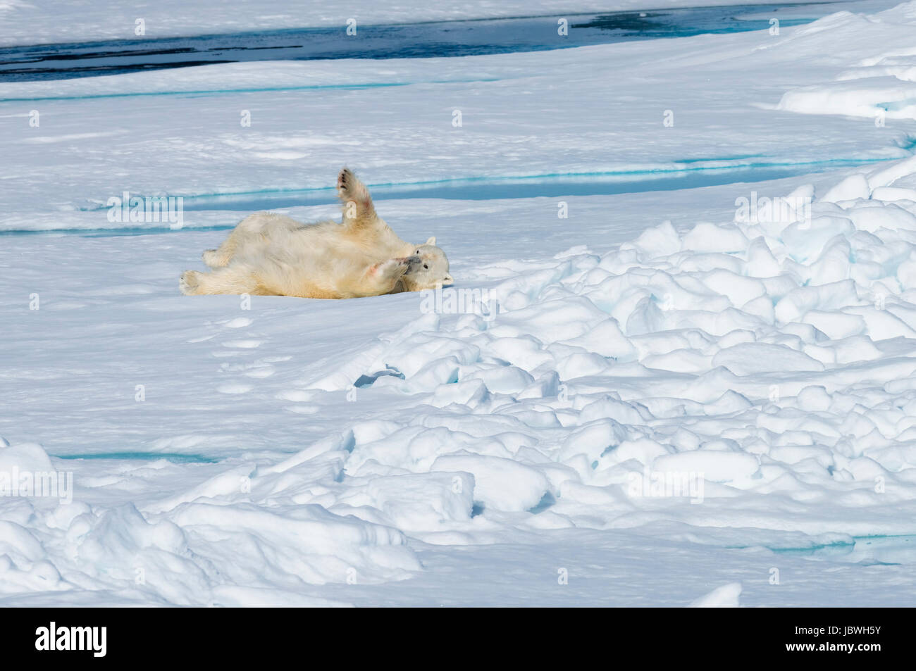 Maschio di Orso Polare (Ursus maritimus) di appoggio e di stretching sulla banchisa, isola Spitsbergen, arcipelago delle Svalbard, Norvegia, Europa Foto Stock