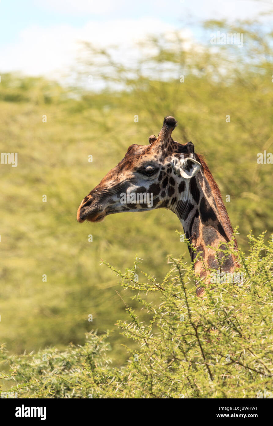 Un ritratto di un Masai Giraffe Foto Stock