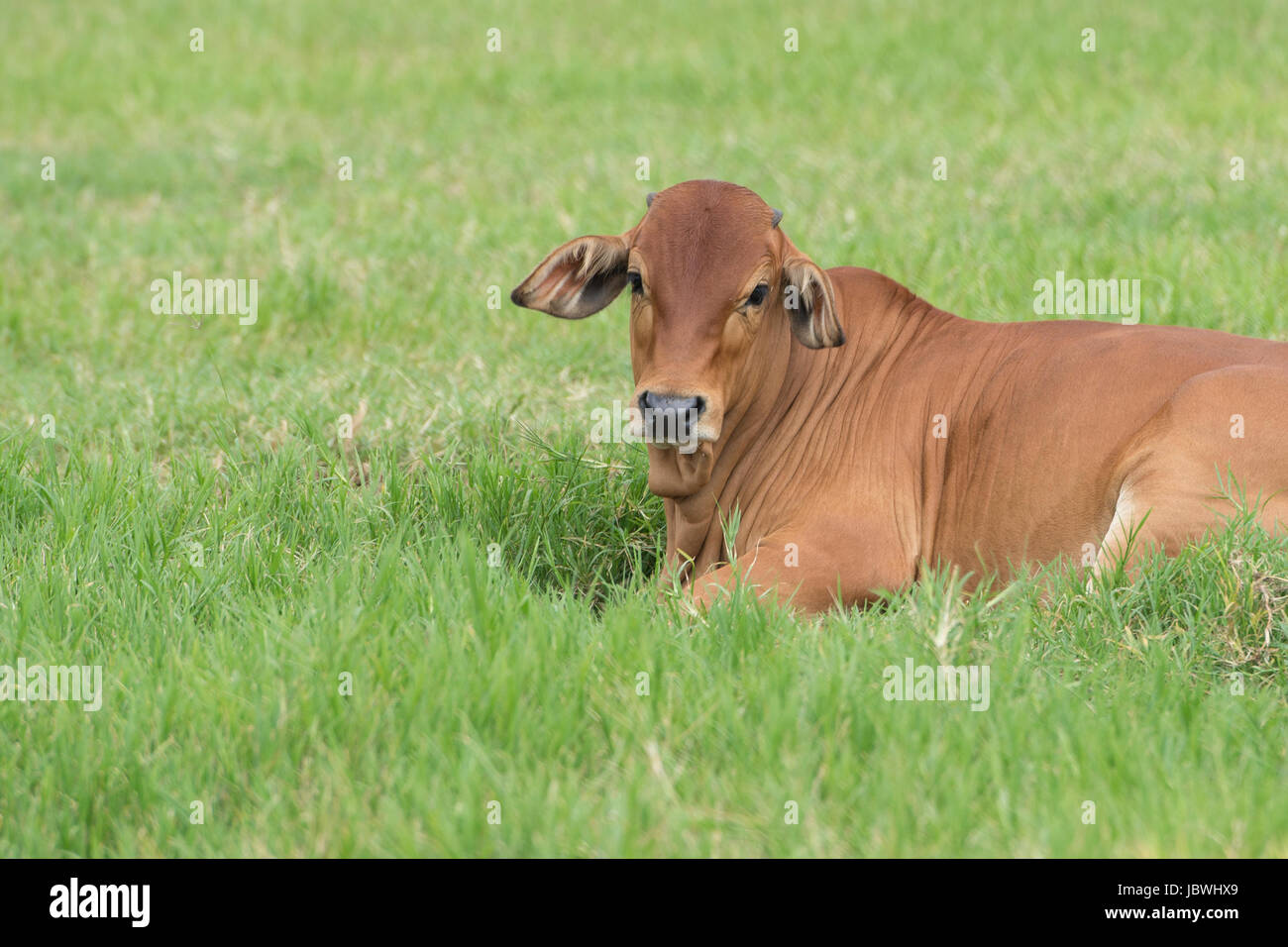 Bestiame Brahman in un campo verde.American Brahman mucche al pascolo del bestiame su erba sulla fattoria Closeup Foto Stock