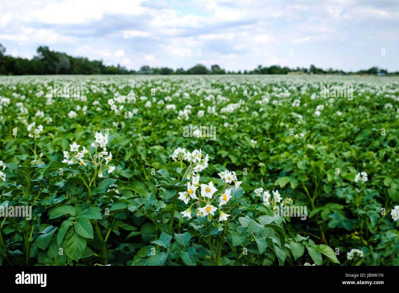 Kartoffelpflanze mit Blüte, landwirtschaftliches Feld mit Nutzpflanze Foto Stock