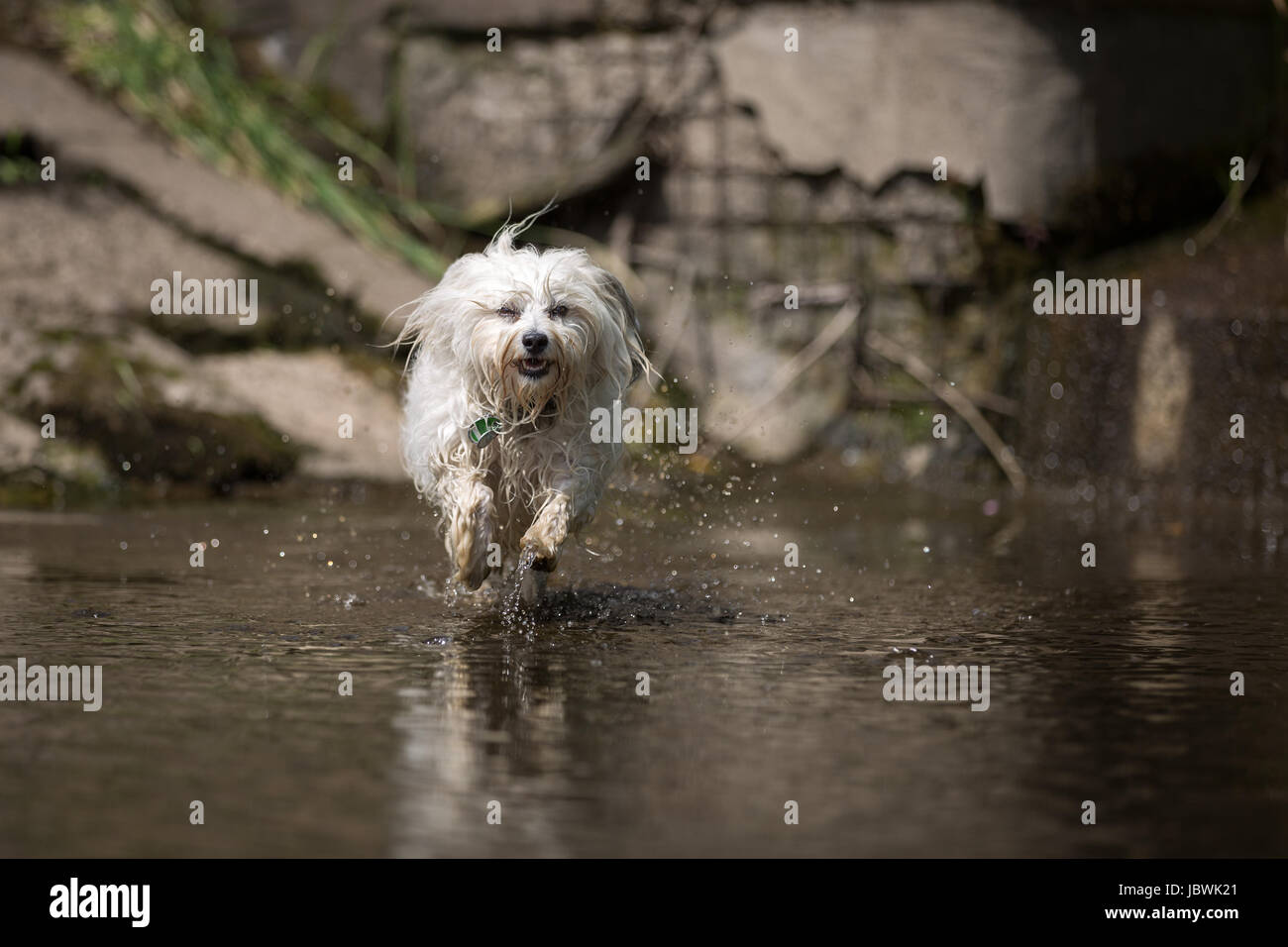 Ein kleiner weißer Havaneser rennt ganz schnell durch das Wasser, während der Aufnahme sind seine Pfoten über der Wasseroberfläche. Das Wasser spritzt dabei Links und Rechts vom Hund. Foto Stock