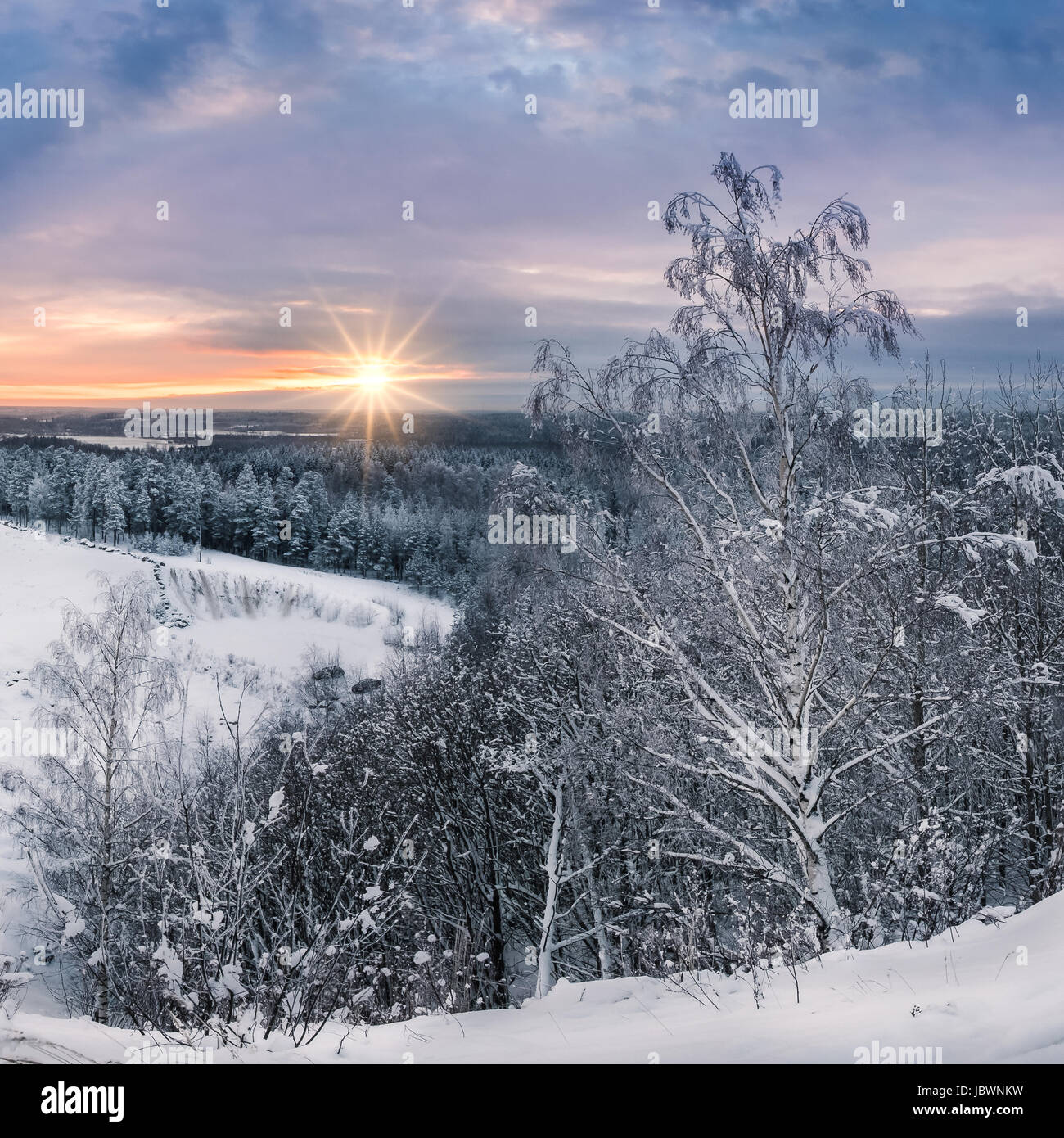 Paesaggio panoramico con la luce del mattino in inverno nella foresta Foto Stock