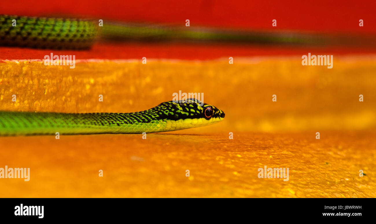 Ornato-flying snake (Chrysopelea ornata) in un tempio locale, Nakhon Ratchasima, Thailandia. Foto Stock