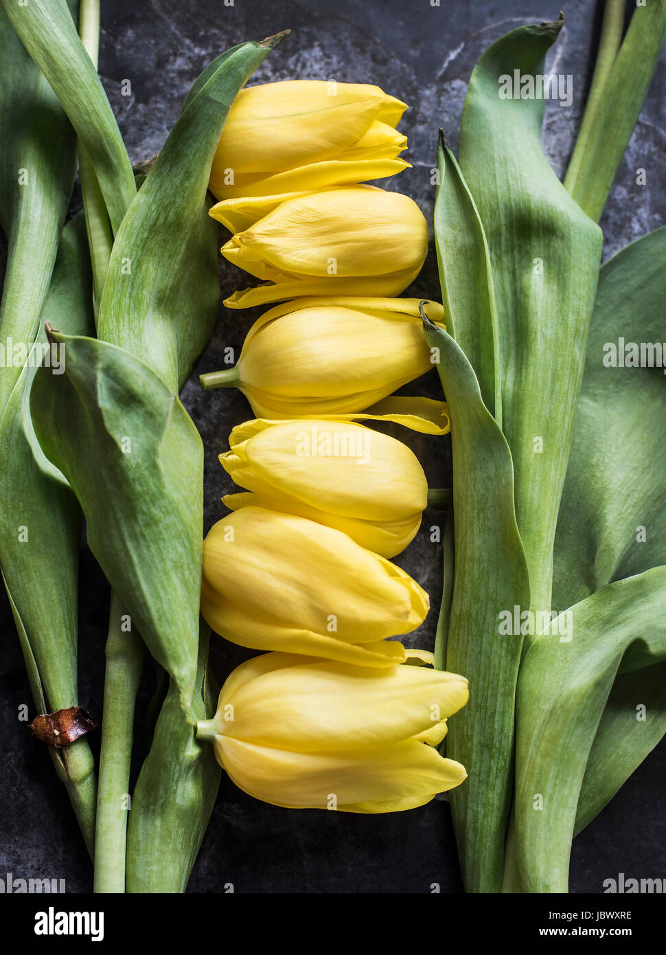 Tagliare tulip le spighe e i culmi devono essere Foto Stock