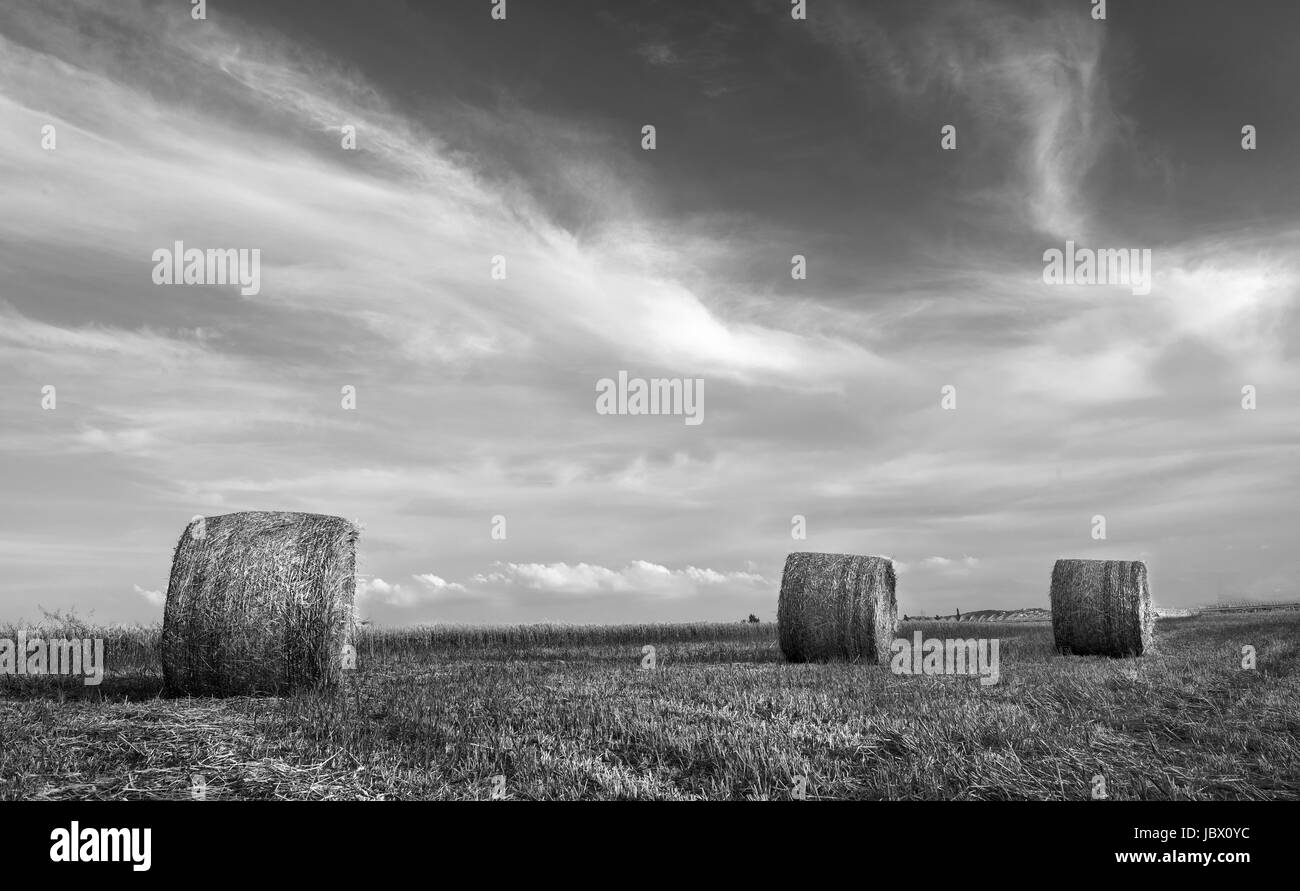 Immagine in bianco e nero di un agricoltura campo di rotoballe di fieno dopo la raccolta. Foto Stock