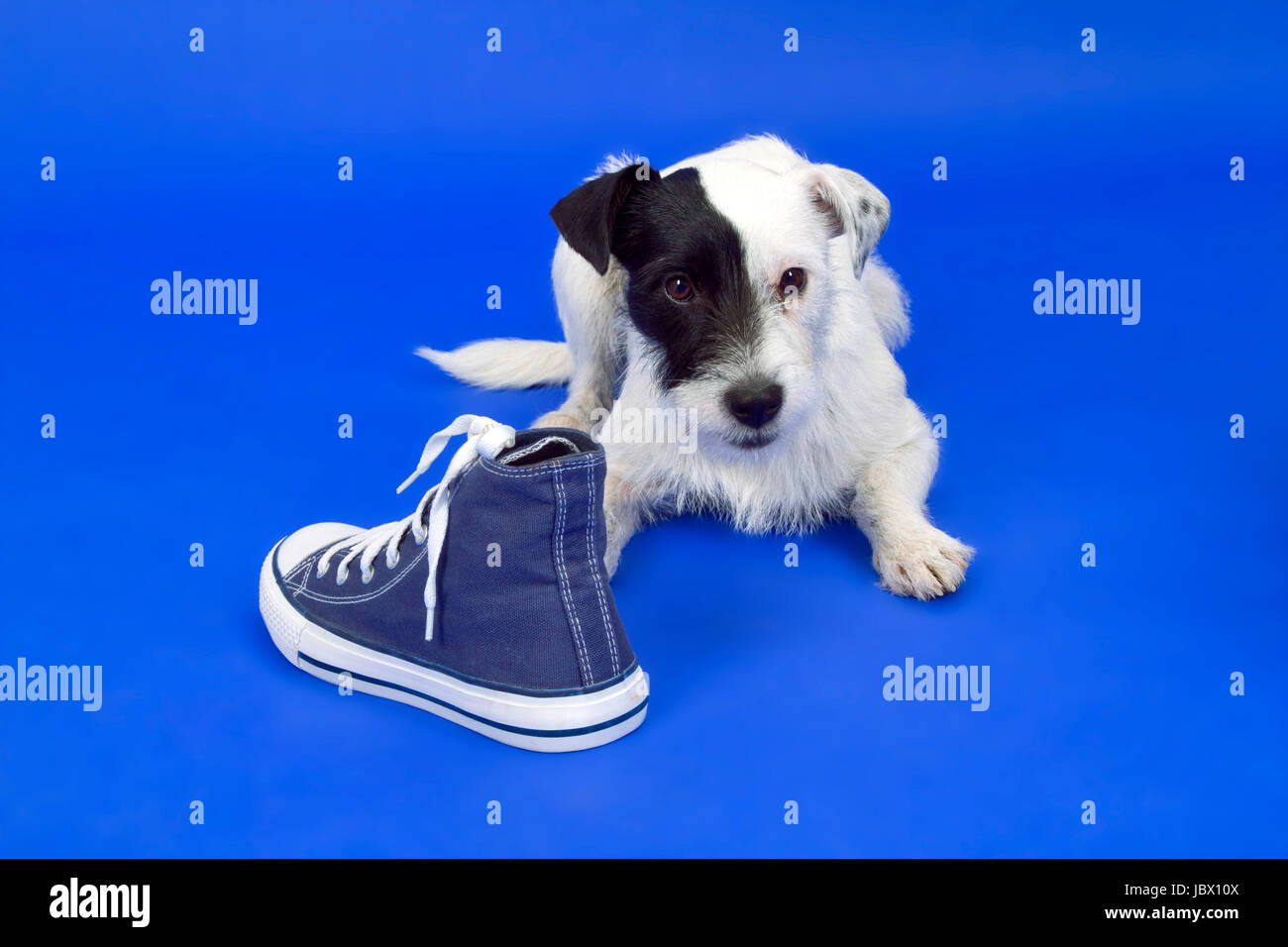 Parson Russell Terrier spielt mit Turnschuh Foto Stock