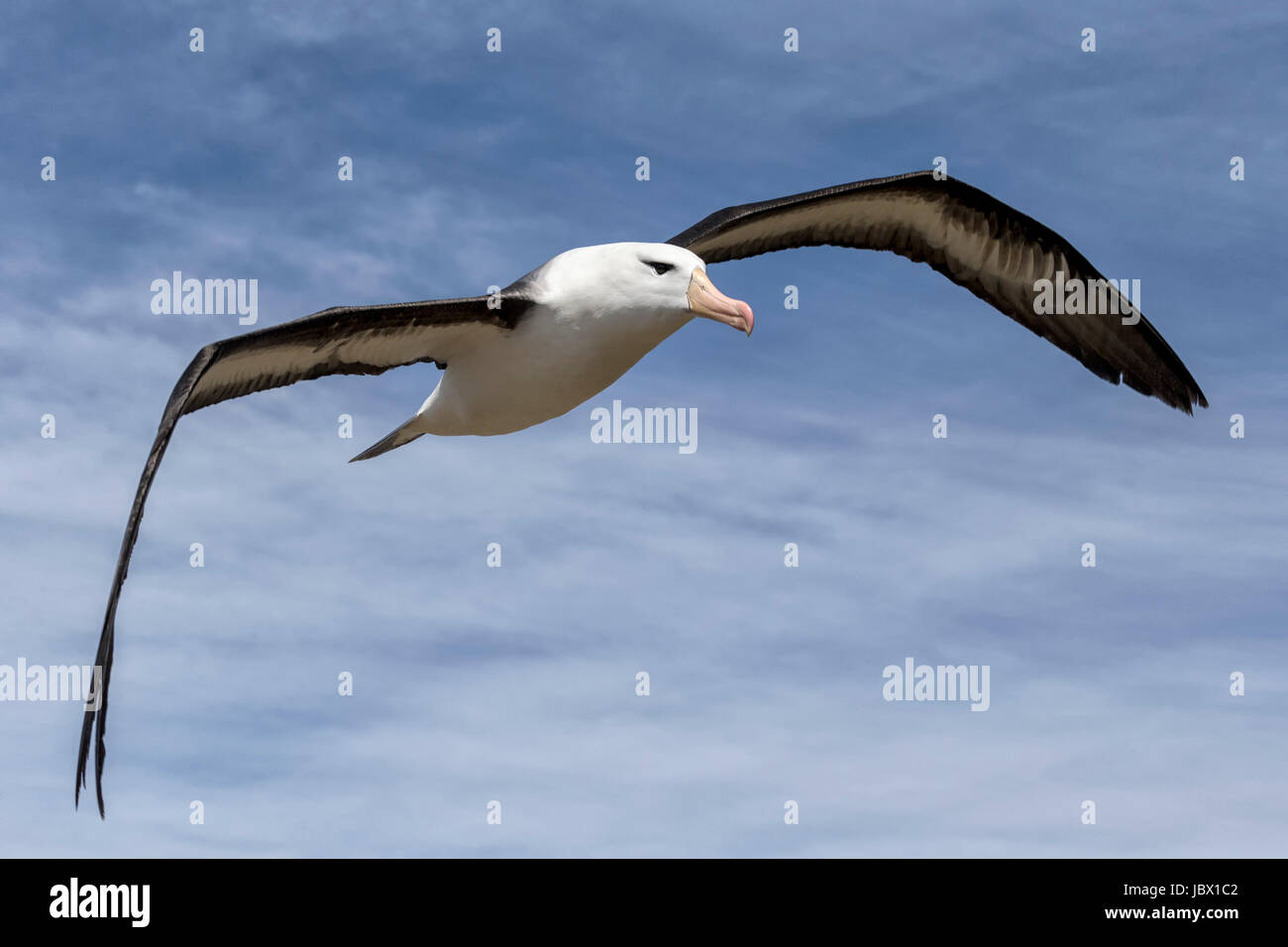 Nero browed Albatross Foto Stock