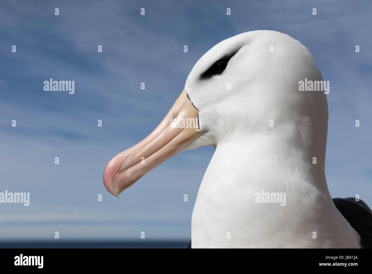 Nero browed Albatross Foto Stock