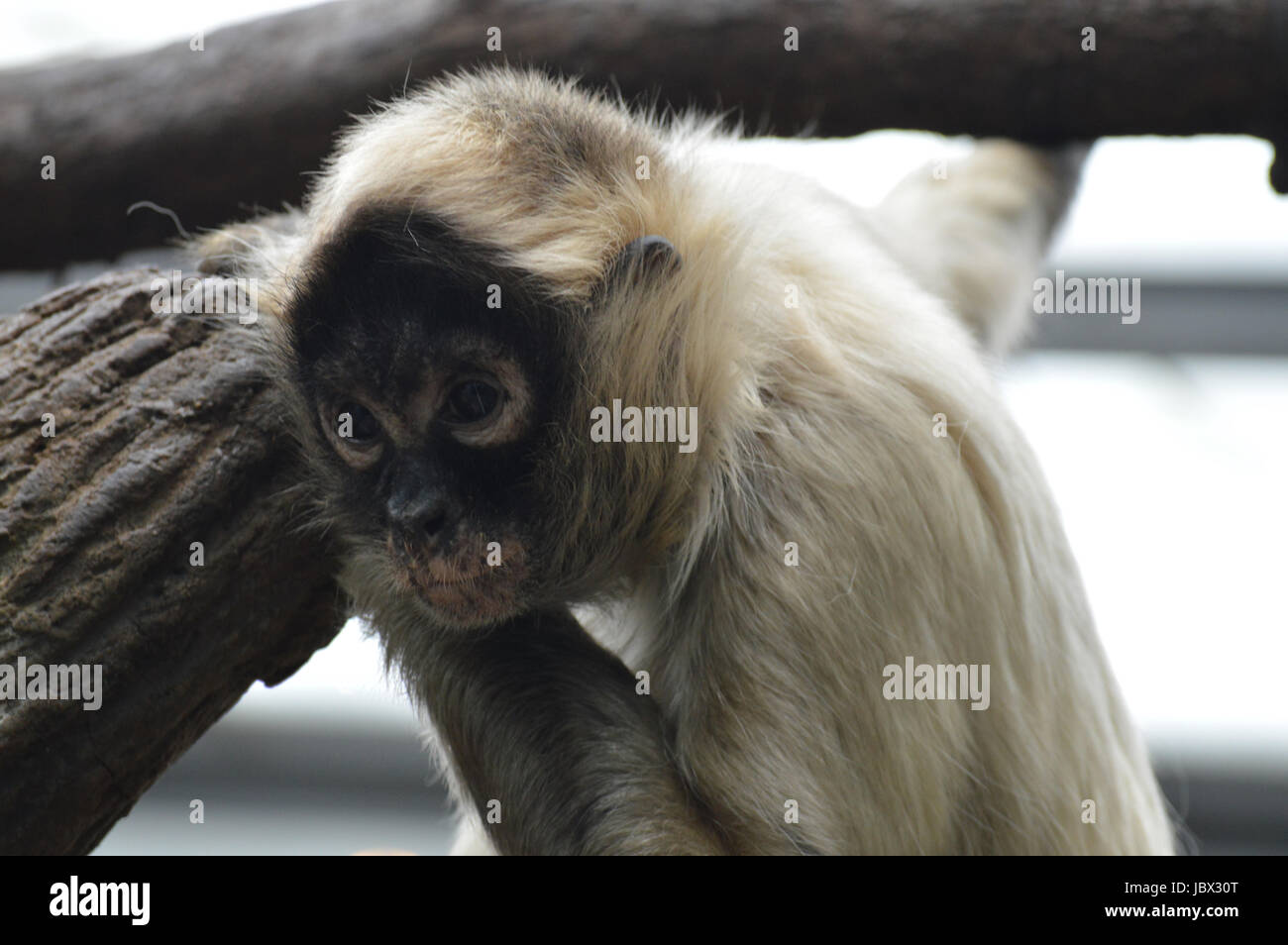 Spider monkey Foto Stock