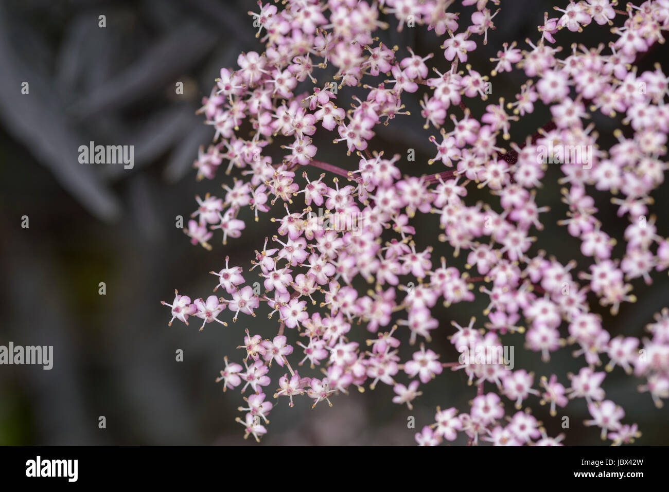 Sambucus Nigra, pizzo nero, Bourtree, comune sambuco Foto Stock