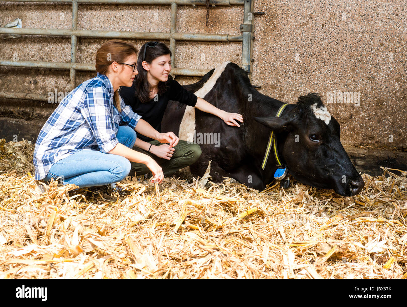 Gli agricoltori femmina tendente malati vacca a organic dairy farm Foto Stock