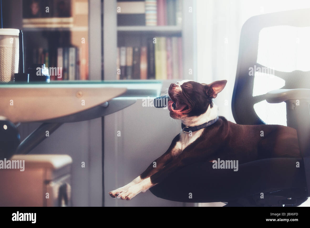 Ritratto di Boston Terrier sdraiato a sbadigliare sulla sedia da ufficio Foto Stock