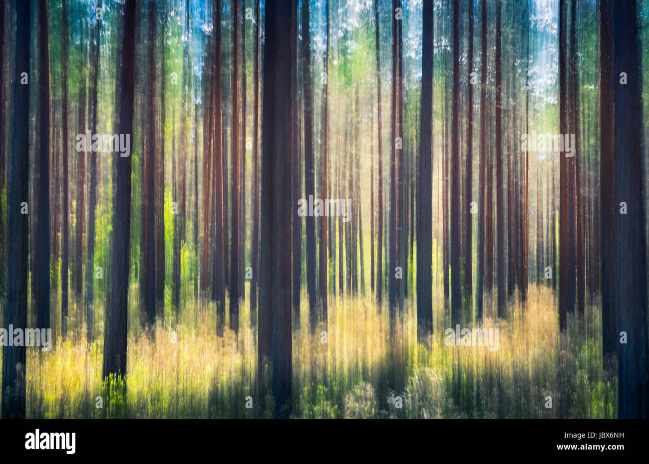 Whispering alberi. Questo effetto è stato realizzato da oscillazioni della fotocamera. Questo è stato preso dalla soleggiata giornata estiva nella foresta di pini Nurmijärvi, Finlandia Foto Stock