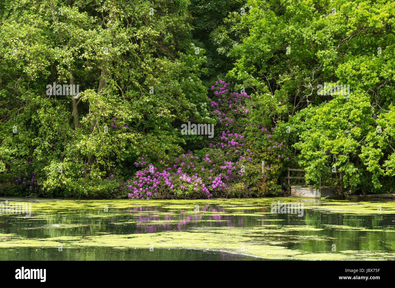 Lakeside Scene a Clumber Park Nottinghamshire Foto Stock