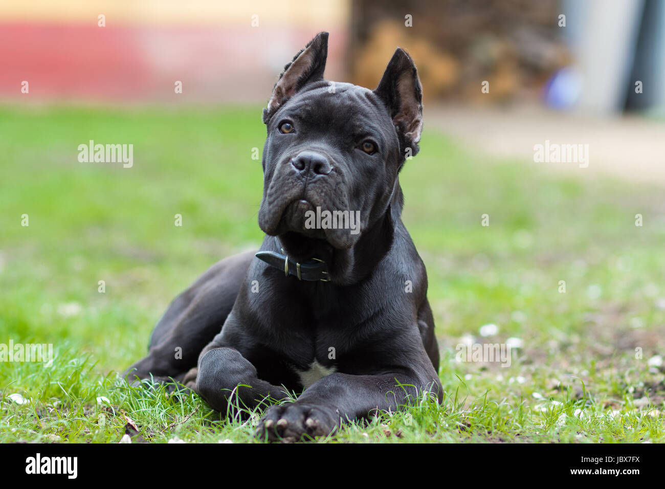 Cucciolo di età 3 mesi del Cane Corso razza di colore nero si trova sull'erba Foto Stock