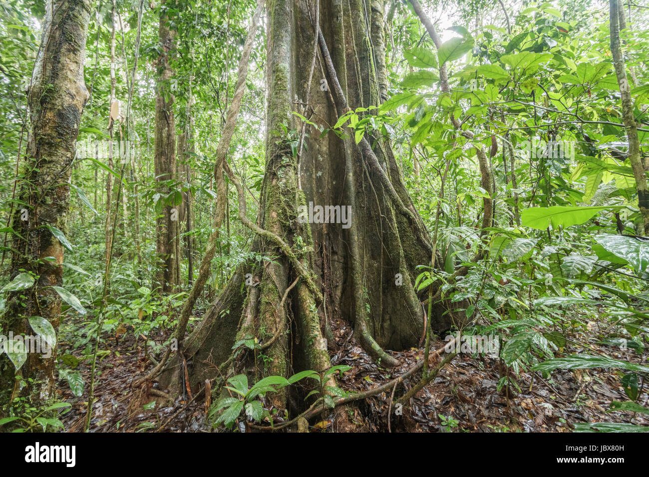 Grande albero con radici quadrate e appeso con liane nella foresta pluviale primaria, Ecuador Foto Stock
