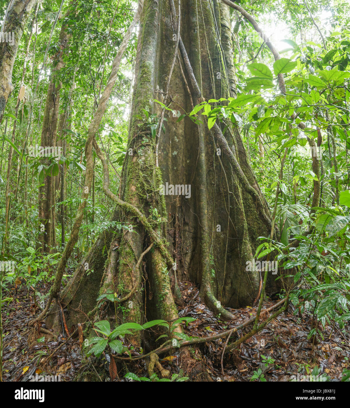 Grande albero con radici quadrate e appeso con liane nella foresta pluviale primaria, Ecuador Foto Stock