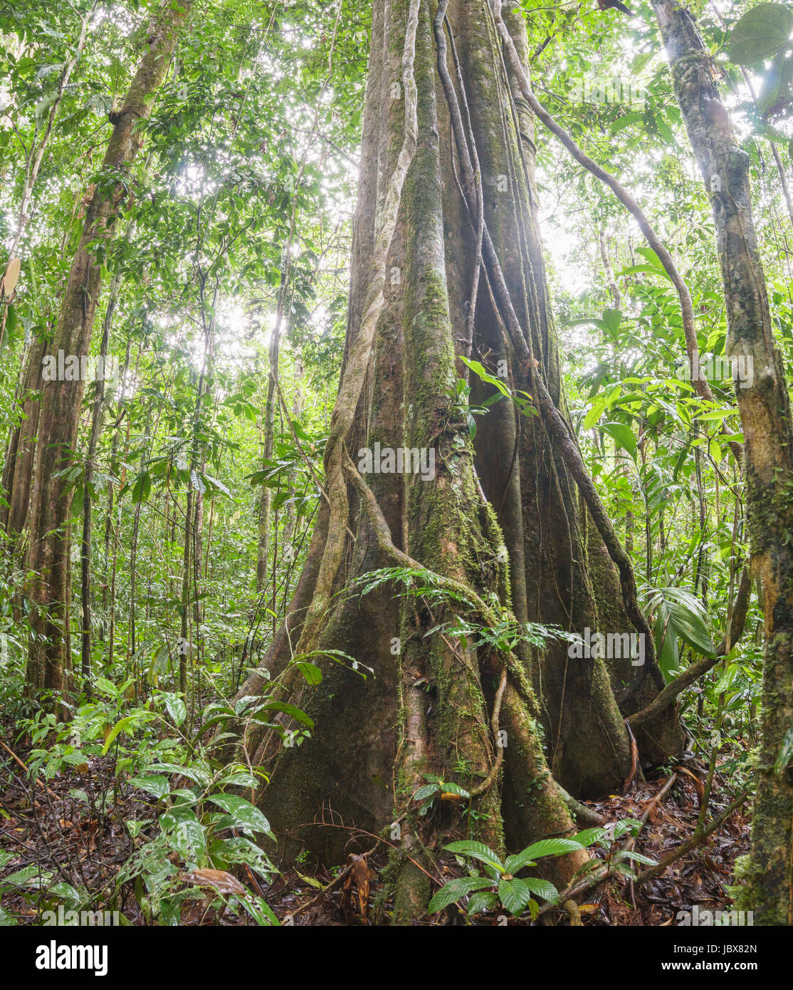 Grande albero con radici quadrate e appeso con liane nella foresta pluviale primaria, Ecuador Foto Stock