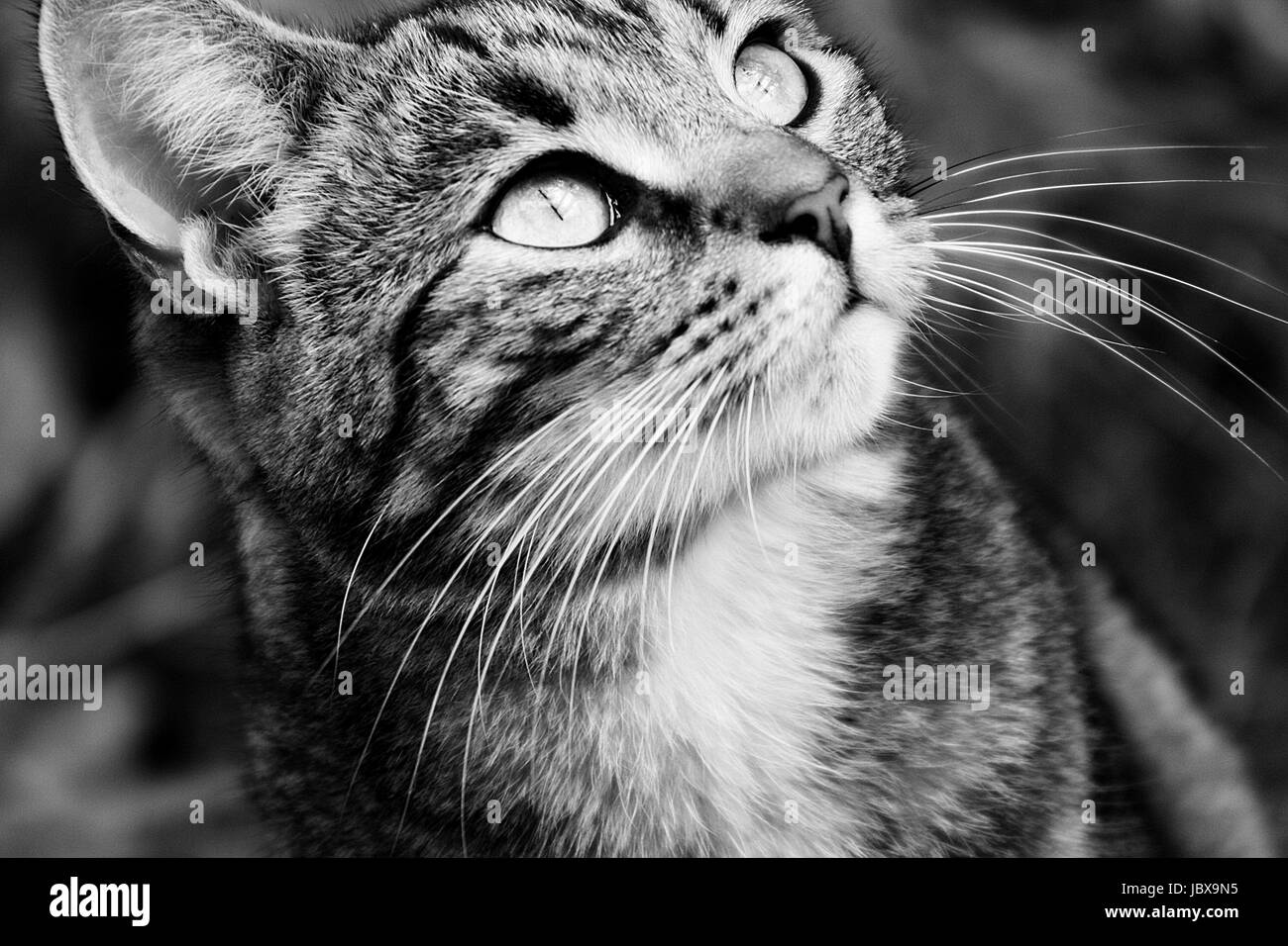 Close up ritratto di un isolato giovane femmina tabby cat in bianco e nero Foto Stock