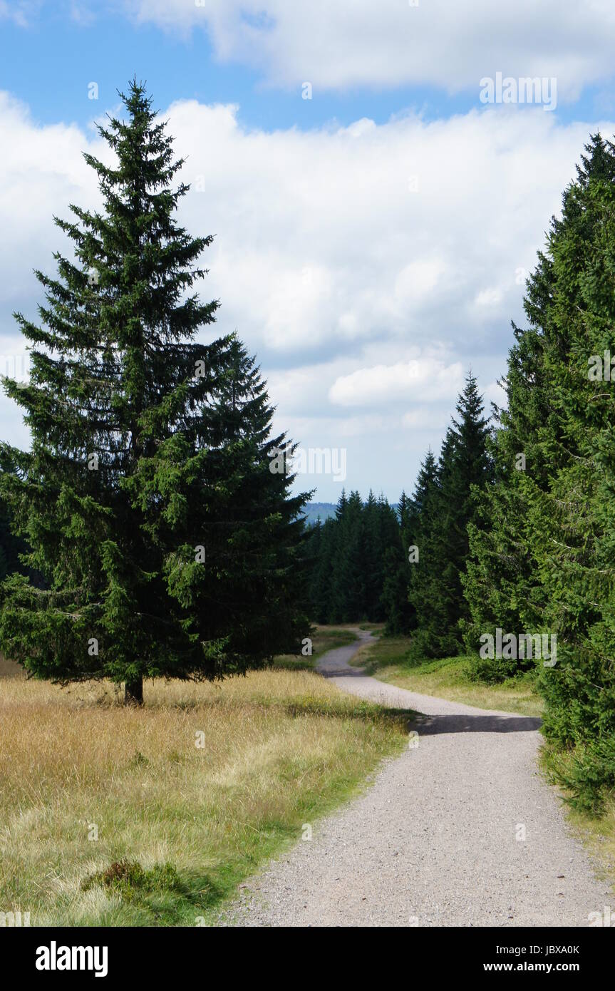 Wandern auf dem Westweg im Schwarzwald, der Fernwanderweg gesäumt ist von Wald und einzelnen Fichten, blauer Himmel mit weißen Wolken Escursionismo sul Westweg nella Foresta Nera in Germania, la lunga distanza sentiero è rivestito con la foresta e i singoli abeti rossi; il cielo blu con nuvole bianche Foto Stock