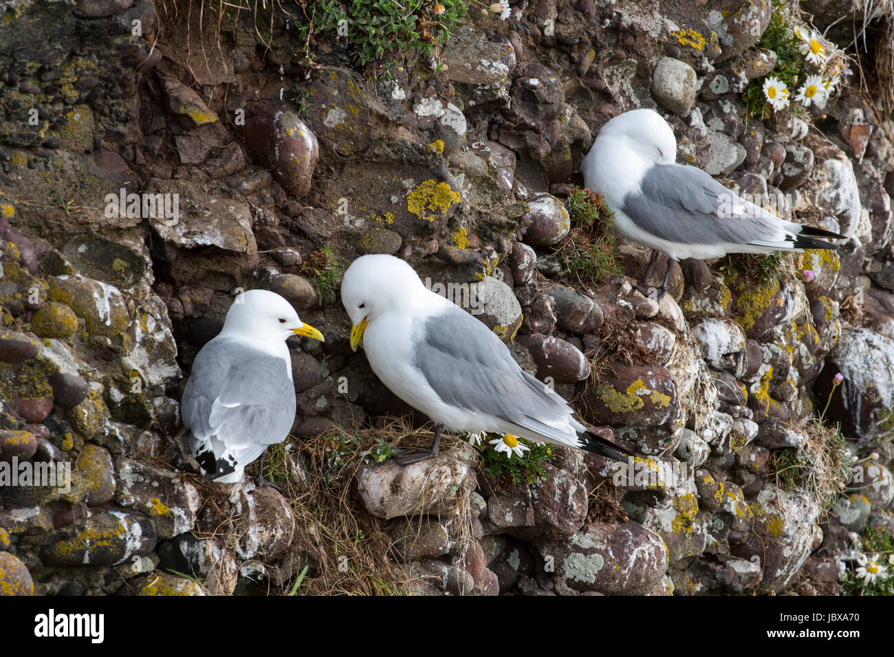 Nero-zampe (kittiwakes Rissa tridactyla) nidi su sporgenze rocciose in mare scogliera a colonia di uccelli marini, Fowlsheugh, Aberdeenshire, Scotland, Regno Unito Foto Stock