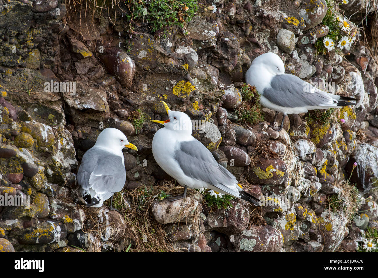 Nero-zampe (kittiwake Rissa tridactyla) chiamando dal mare scogliera a colonia di pinguini in primavera, Scotland, Regno Unito Foto Stock