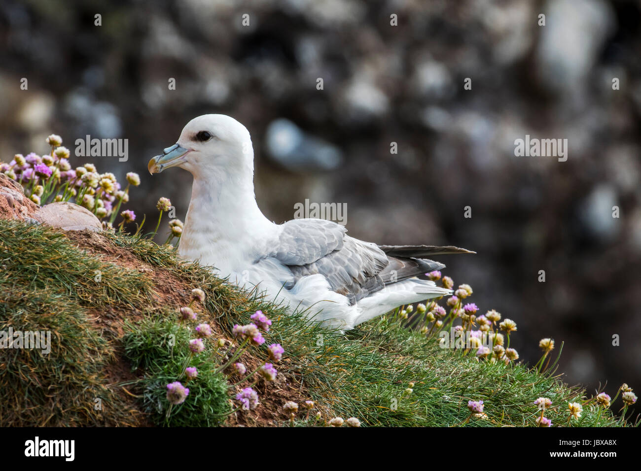 Northern fulmar / Artico fulmar (Fulmarus glacialis) nidificazione sulla cima della scogliera sul mare a colonia di uccelli marini, Scotland, Regno Unito Foto Stock