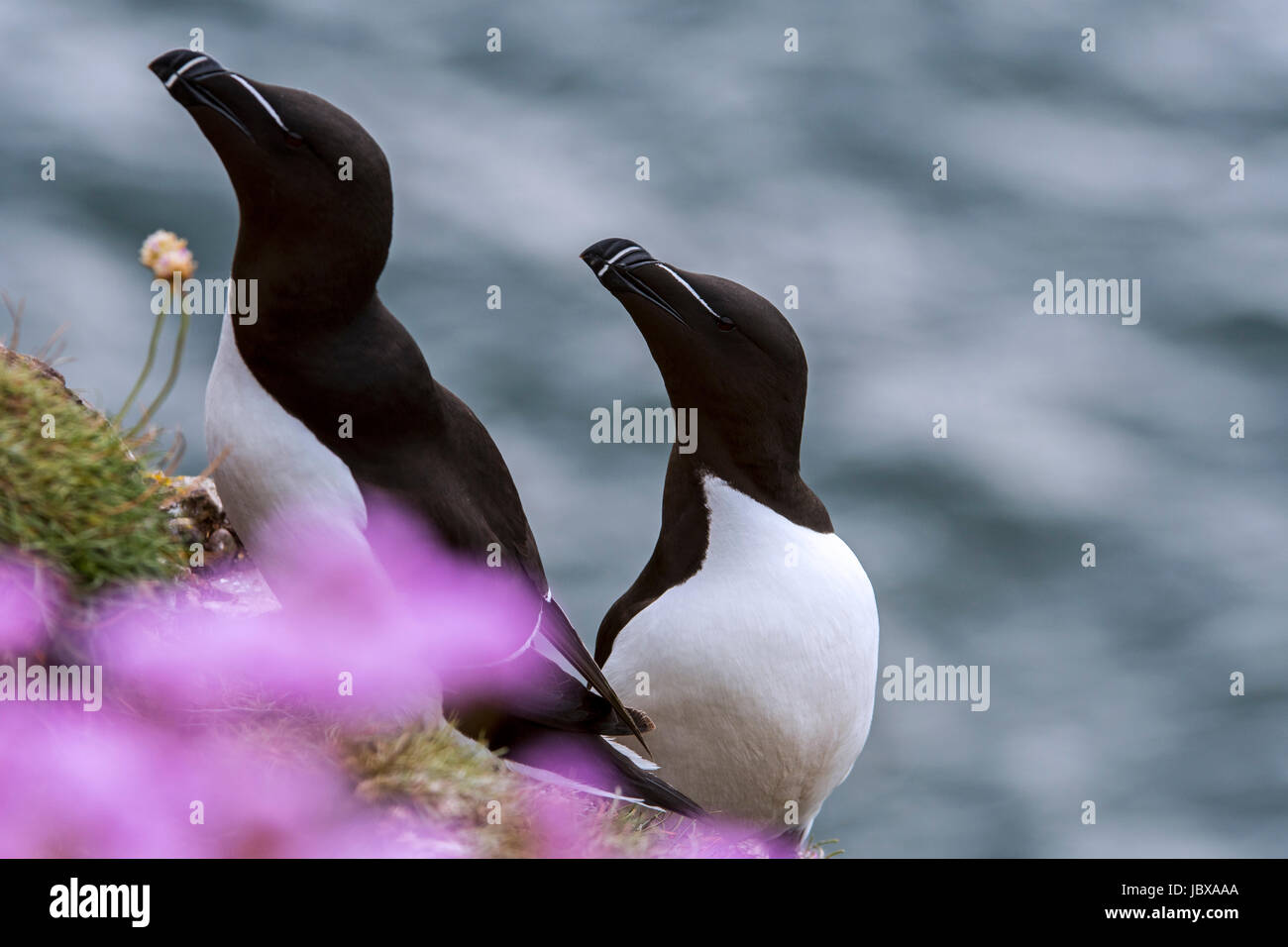 Due razorbills (Alca torda) su una scogliera a colonia di pinguini in primavera, Scotland, Regno Unito Foto Stock