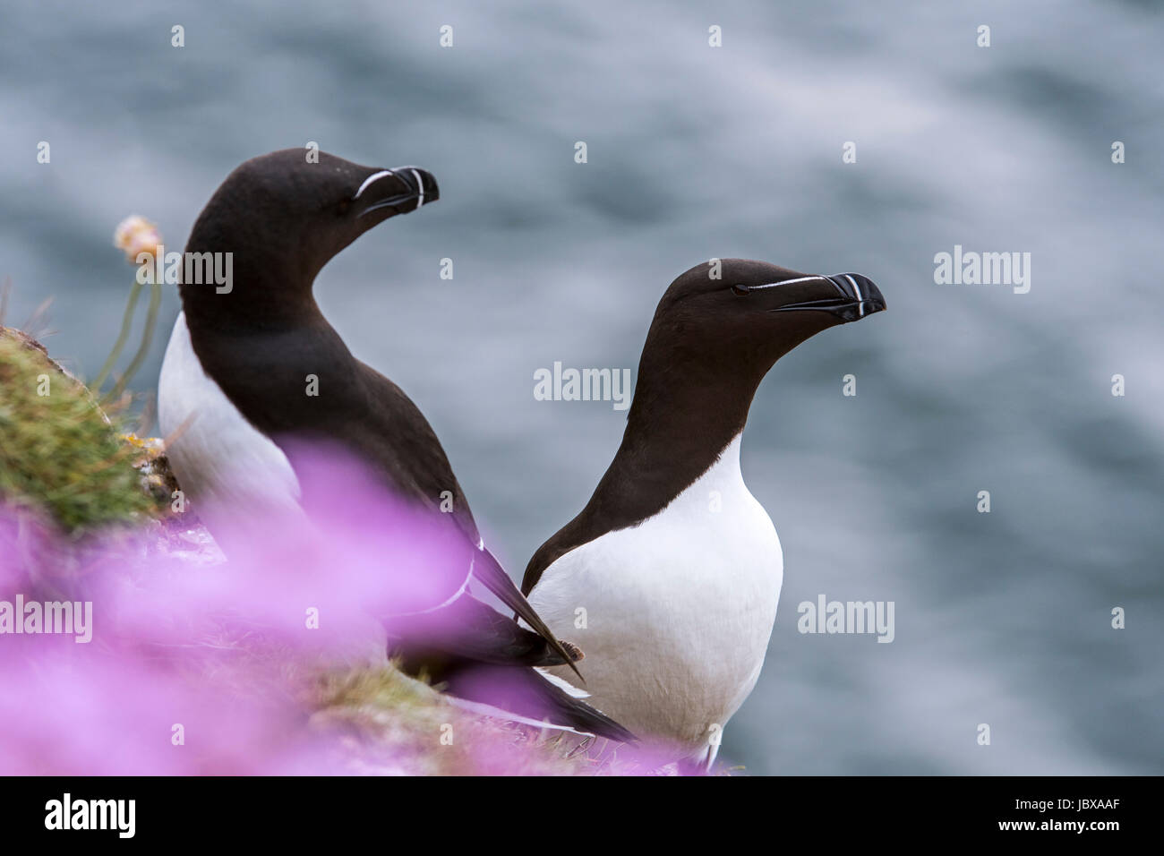 Due razorbills (Alca torda) su una scogliera a colonia di pinguini in primavera, Scotland, Regno Unito Foto Stock