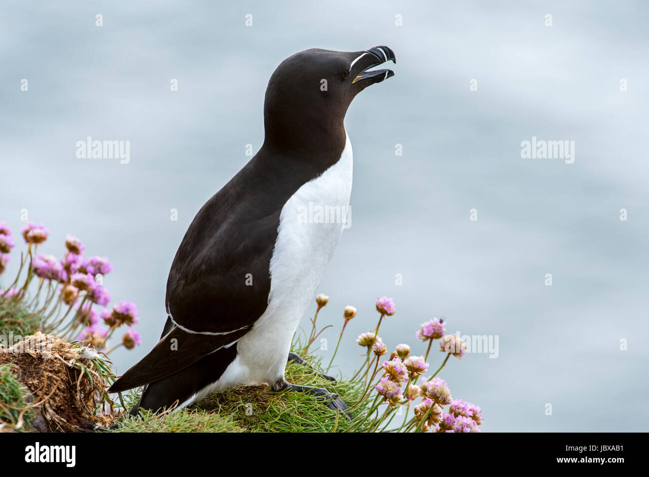 Razorbill (Alca torda) chiamando da una scogliera a colonia di pinguini in primavera, Scotland, Regno Unito Foto Stock