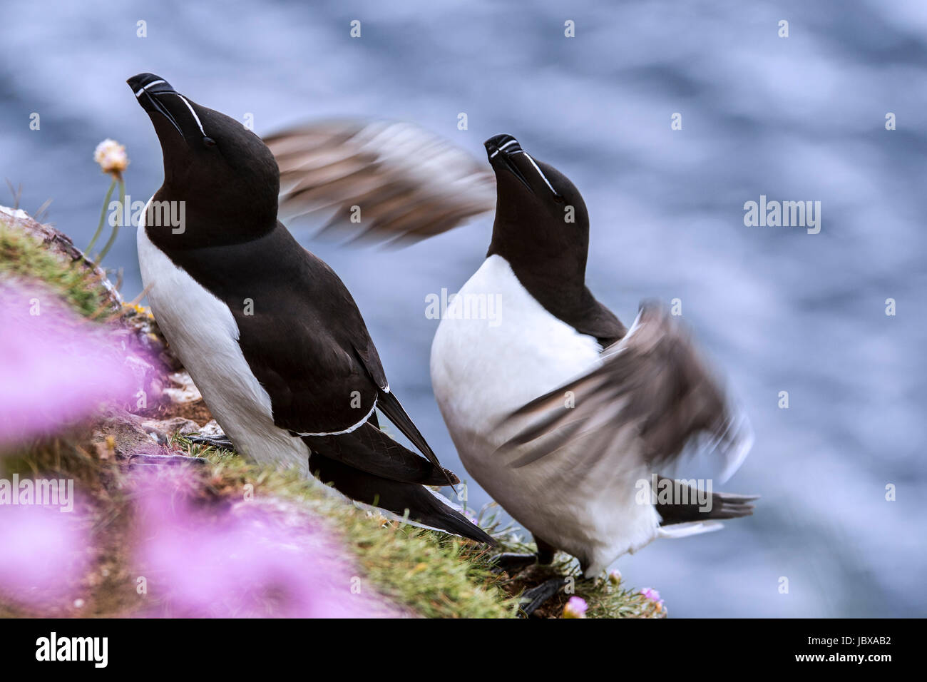 Due razorbills (Alca torda) su una scogliera a colonia di pinguini in primavera, Scotland, Regno Unito Foto Stock