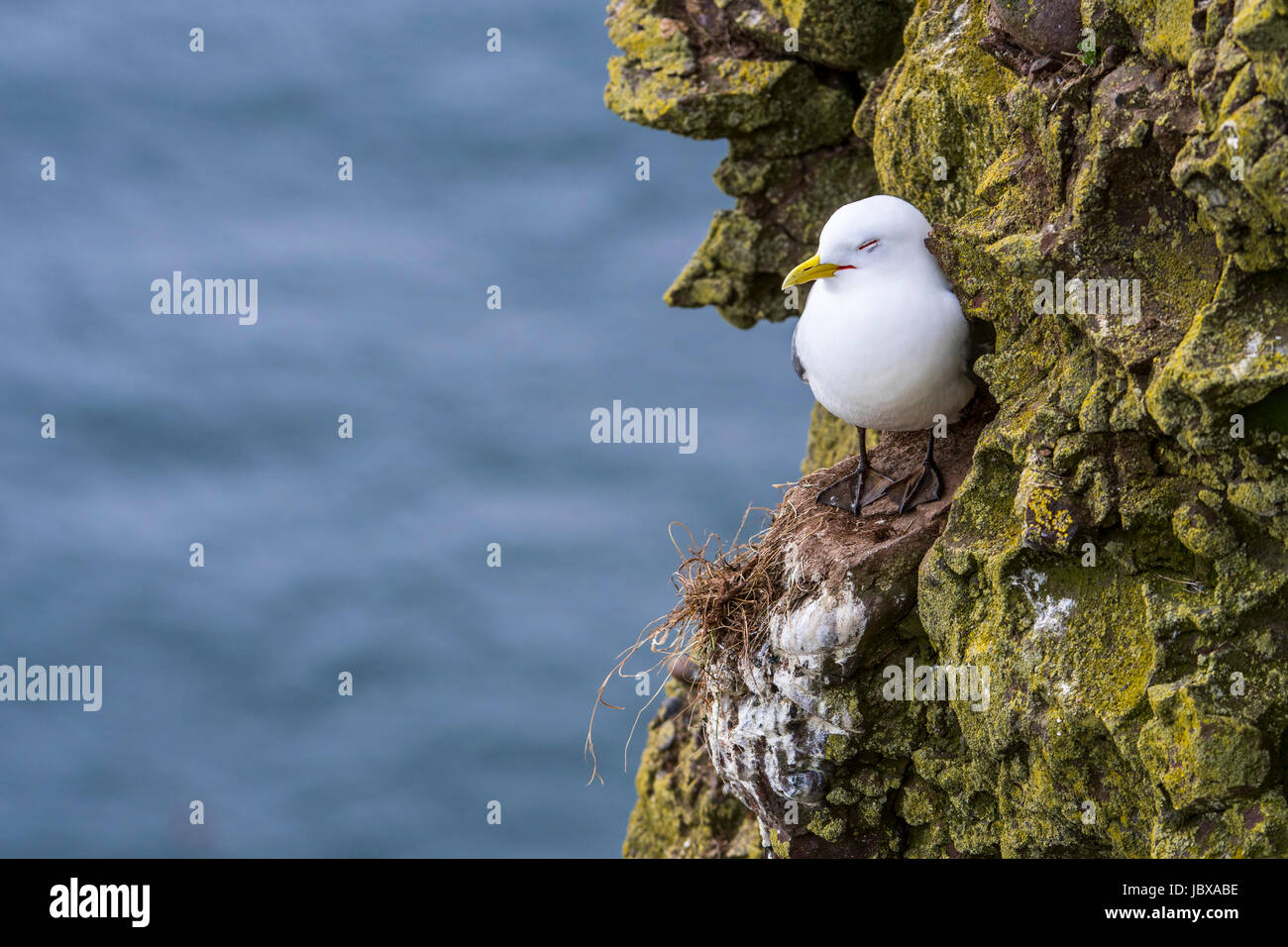 Nero-zampe (kittiwake Rissa tridactyla) dormire sulla sporgenza di roccia in mare scogliera a colonia di uccelli marini, Scotland, Regno Unito Foto Stock