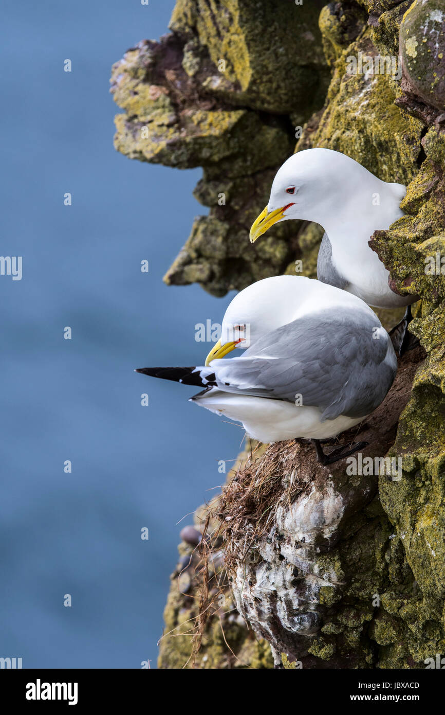 Nero-zampe (kittiwakes Rissa tridactyla) nidificazione sugli scogli in mare scogliera a colonia di uccelli marini, Scotland, Regno Unito Foto Stock