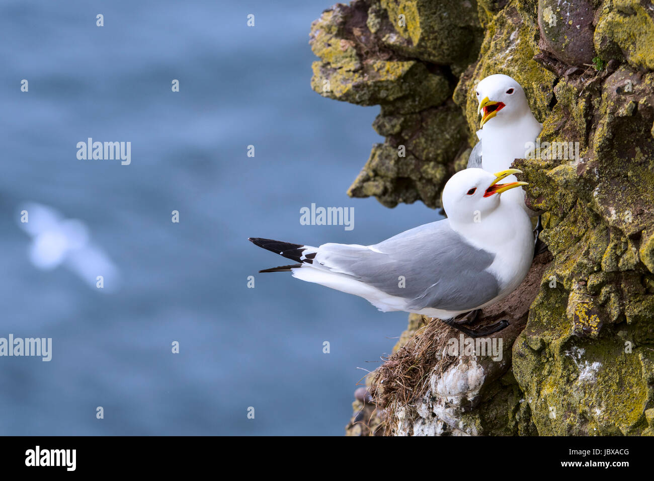 Nero-zampe (kittiwakes Rissa tridactyla) nidificazione sugli scogli in mare scogliera a colonia di uccelli marini, Scotland, Regno Unito Foto Stock
