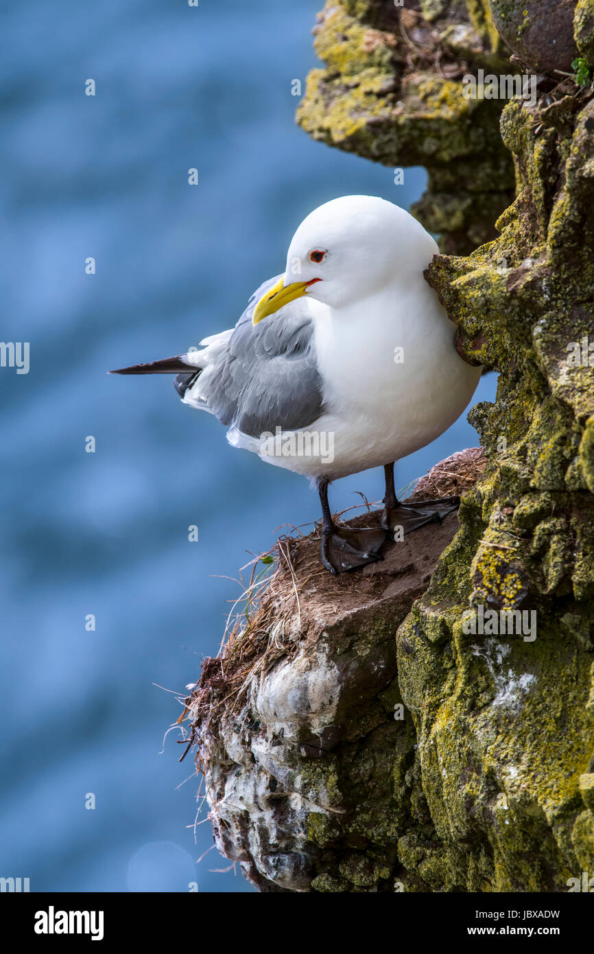 Nero-zampe (kittiwake Rissa tridactyla) appoggiato sulla sporgenza di roccia in mare scogliera a colonia di uccelli marini, Scotland, Regno Unito Foto Stock