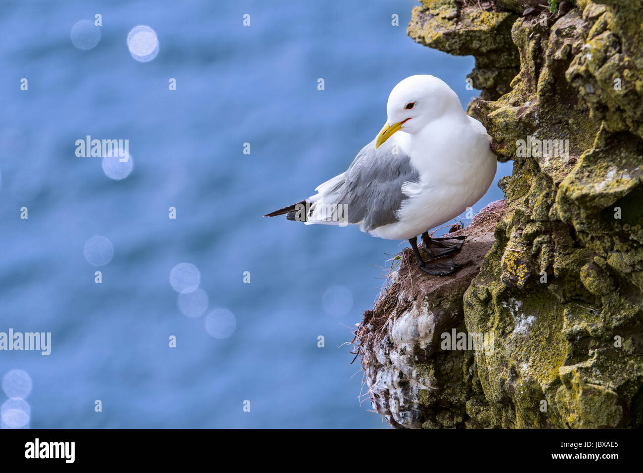 Nero-zampe (kittiwake Rissa tridactyla) appoggiato sulla sporgenza di roccia in mare scogliera a colonia di uccelli marini, Scotland, Regno Unito Foto Stock