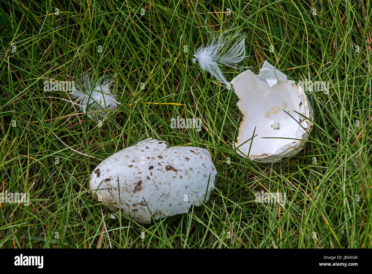 In realtà risaliva a prima di gusci di uova di razorbill (Alca torda) rotto e mangiato da aringa gabbiano o grande skua, Scotland, Regno Unito Foto Stock
