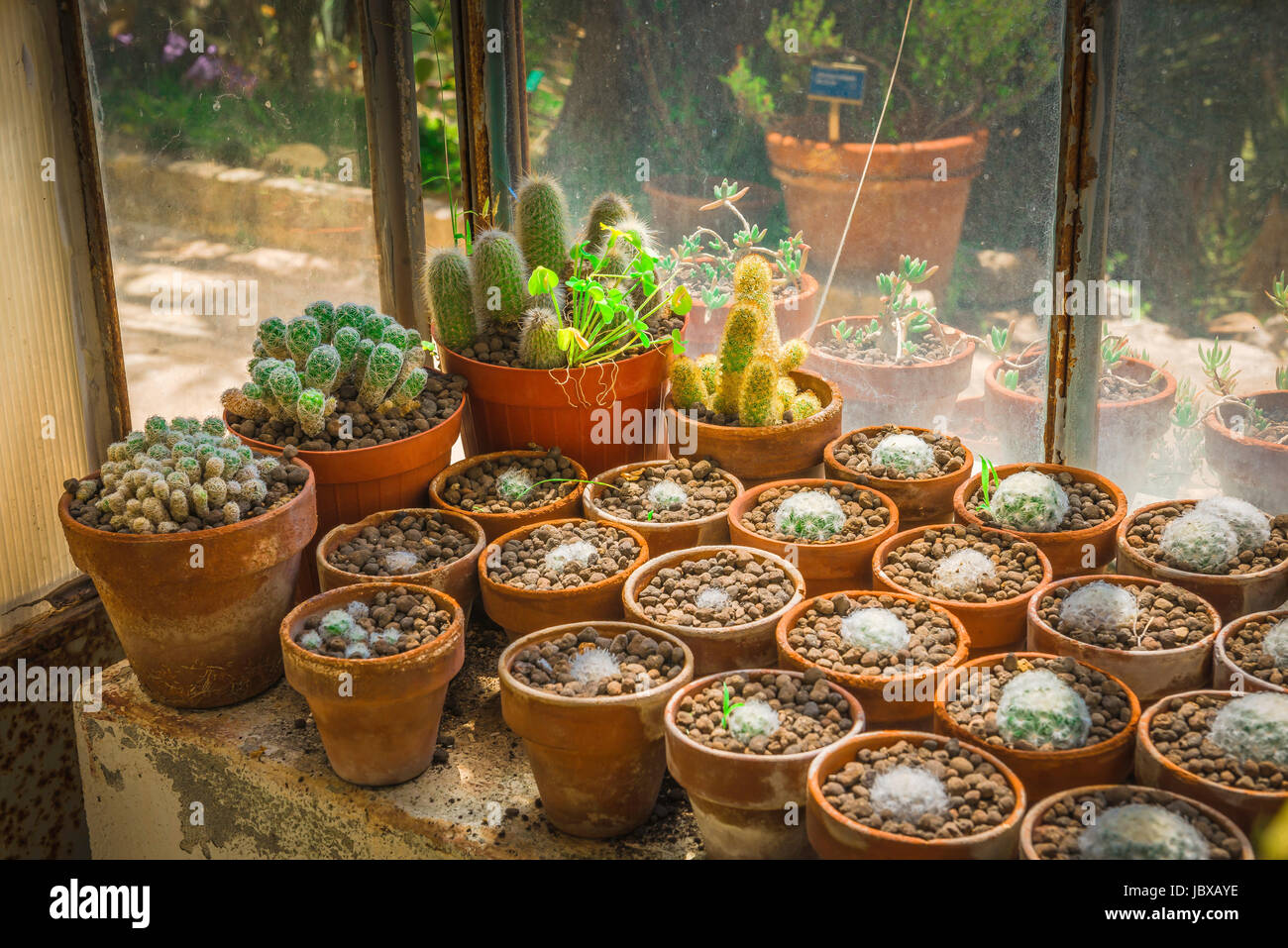 Il Cactus che cresce in piccoli vasi di argilla all'interno della serra di  acclimatazione nel Giardino Botanico di Cagliari, Sardegna Foto stock -  Alamy