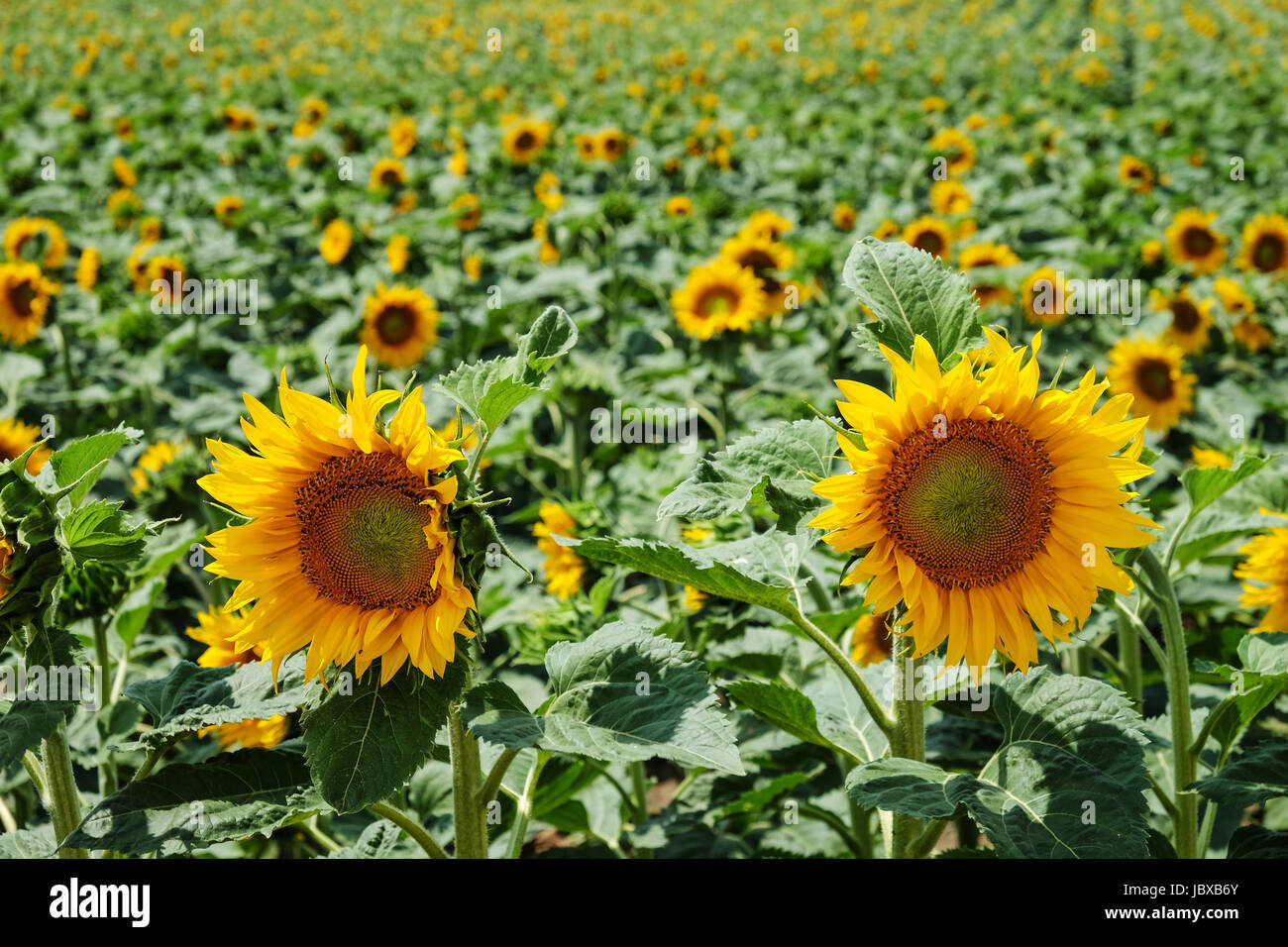 Sonnenblume, landwirtschaftliches Feld im Sommer mit Nutzpflanze Foto Stock